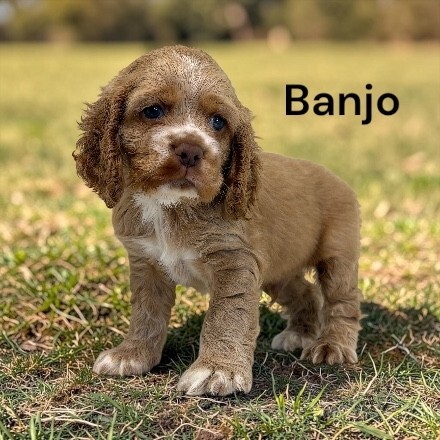 puppy, for, sale, Cocker Spaniel, Joe & Cherri  Overlease, dog, breeder, Miller, MO, dog-breeder, puppy-for-sale, forsale, nearby, find, puppyfind, locator, puppylocator, aca